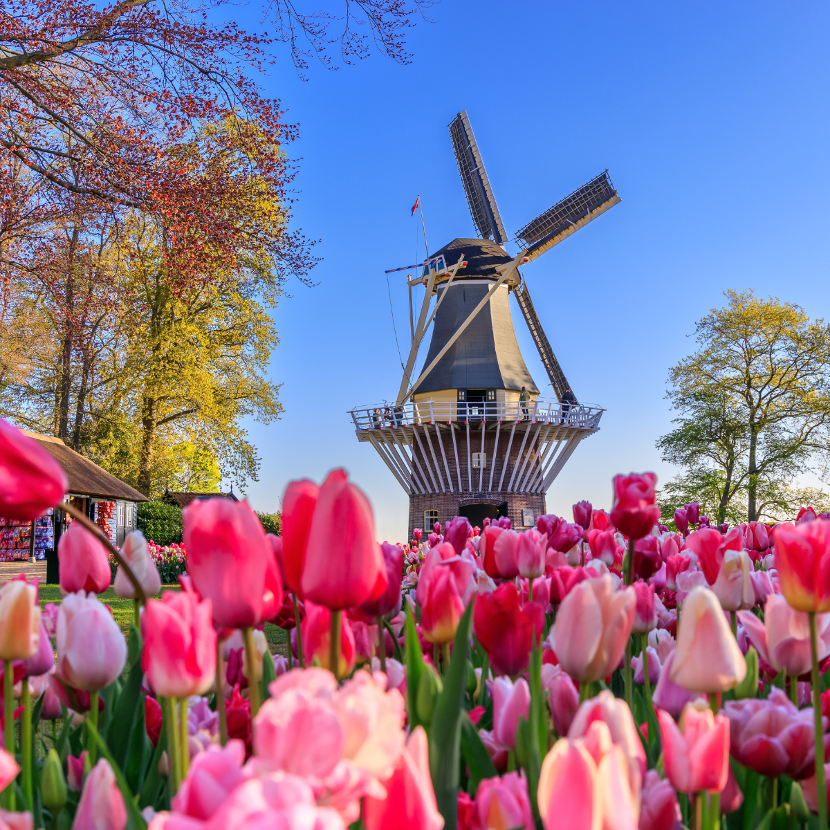 blooming flowers and windmill in Netherlands